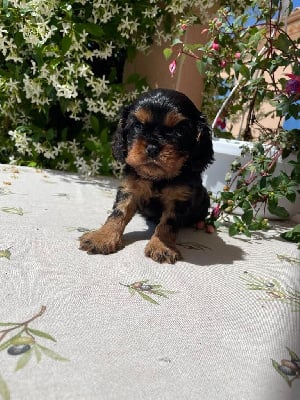 Les chiots de Cavalier King Charles Spaniel