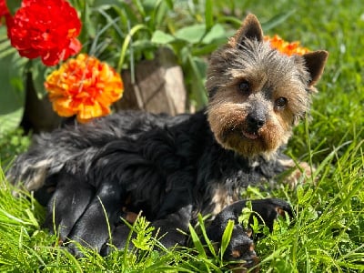 CHIOT 7 - Yorkshire Terrier