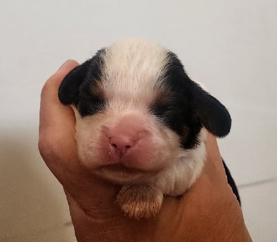 Les chiots de Cavalier King Charles Spaniel