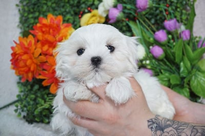 Les chiots de Bichon maltais