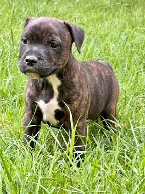 Les chiots de Staffordshire Bull Terrier