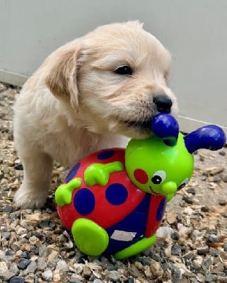 Les chiots de Golden Retriever