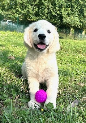 Golden Retriever