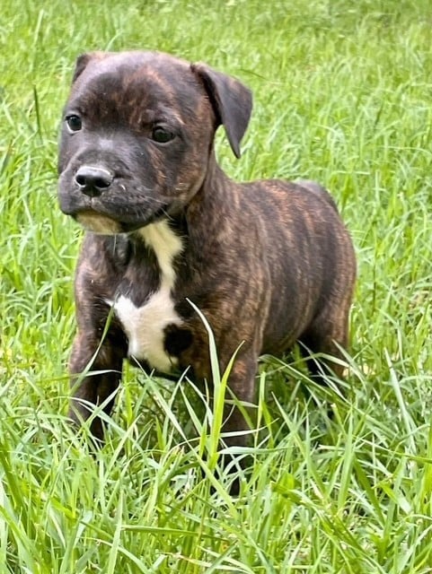 CHIOT 2 - Staffordshire Bull Terrier
