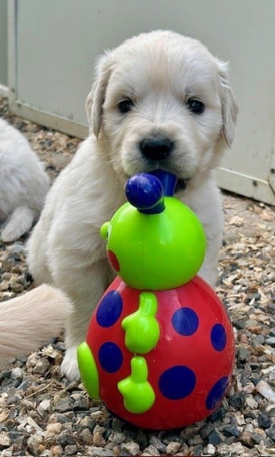 CHIOT 1 - Golden Retriever