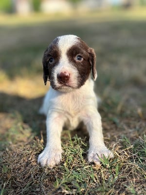Les chiots de English Springer Spaniel