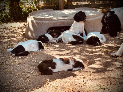 Les chiots de English Springer Spaniel