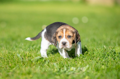 Les chiots de Beagle