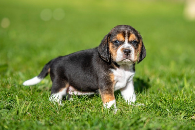 Les chiots de Beagle