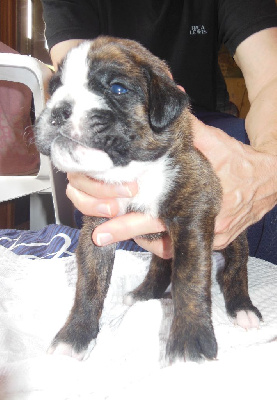 Les chiots de Boxer