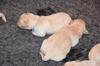 Les chiots de Labrador Retriever