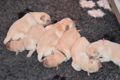 Les chiots de Labrador Retriever