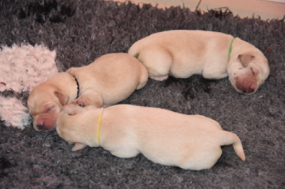 Les chiots de Labrador Retriever