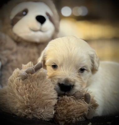 Les chiots de Golden Retriever
