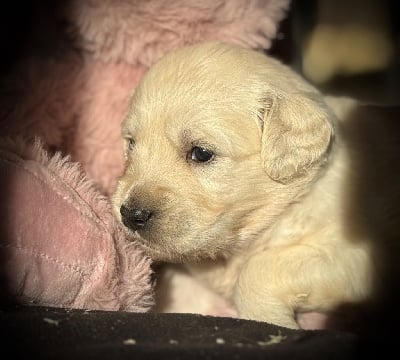 Les chiots de Golden Retriever