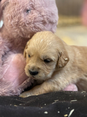 Les chiots de Golden Retriever