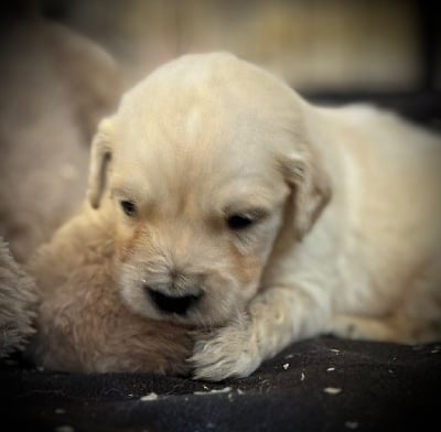 Les chiots de Golden Retriever