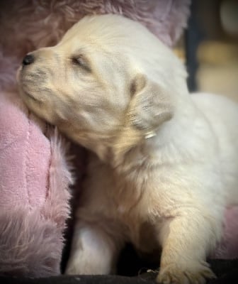 Les chiots de Golden Retriever