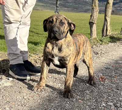 Les chiots de Dogo Canario