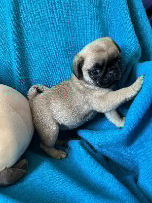 Les chiots de Carlin