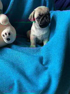 Les chiots de Carlin