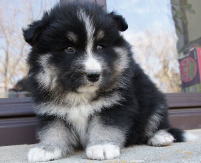 Les chiots de Chien finnois de Laponie