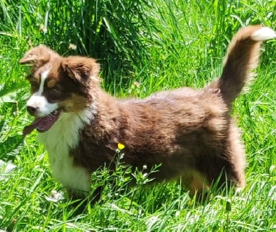 Les chiots de Berger Américain Miniature 