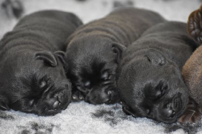 Les chiots de Labrador Retriever