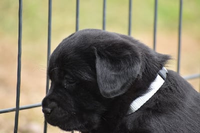 Les chiots de Labrador Retriever