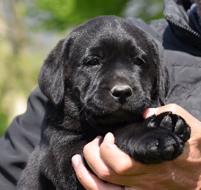 Les chiots de Labrador Retriever