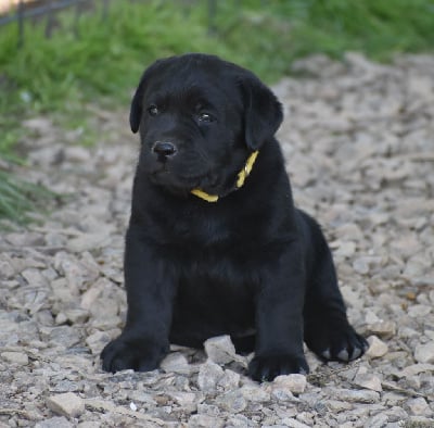 Les chiots de Labrador Retriever