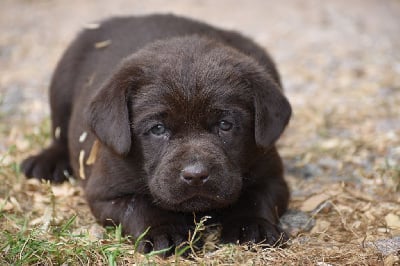Les chiots de Labrador Retriever