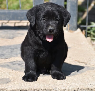 Les chiots de Labrador Retriever