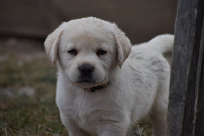 Les chiots de Labrador Retriever