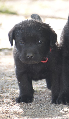 Les chiots de Labrador Retriever