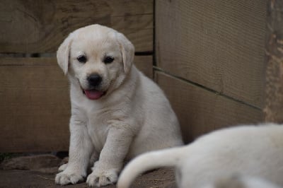 Les chiots de Labrador Retriever