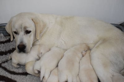 Les chiots de Labrador Retriever