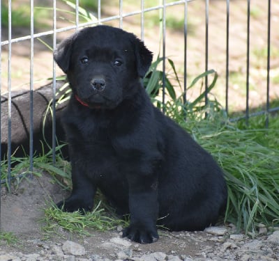 Les chiots de Labrador Retriever