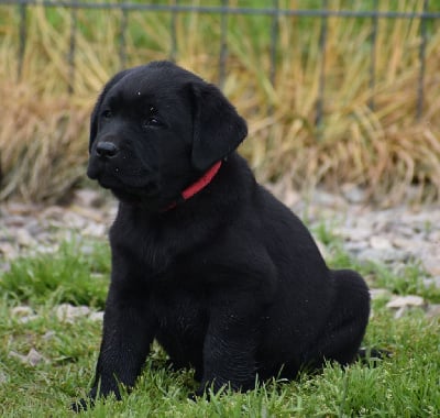 Les chiots de Labrador Retriever