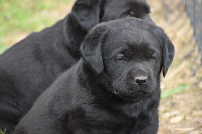 Labrador Retriever