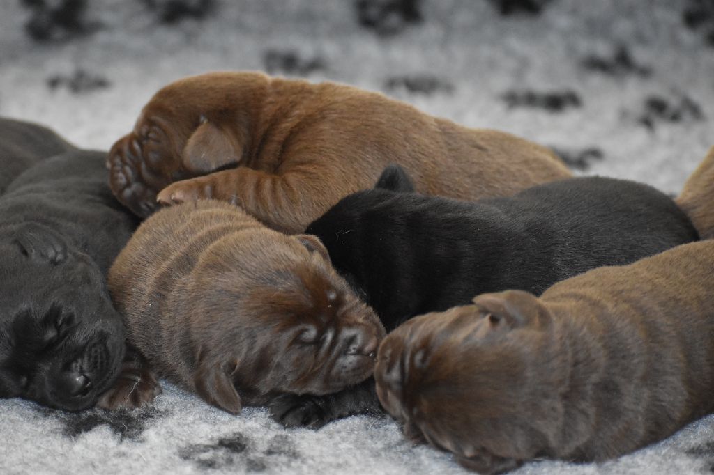 Femelle chocolat - Labrador Retriever