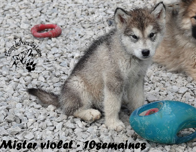 Les chiots de Alaskan Malamute