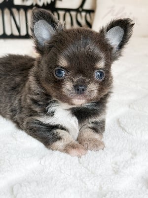 Les chiots de Chihuahua