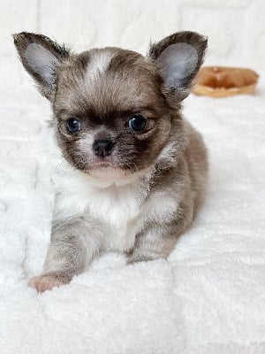 Les chiots de Chihuahua