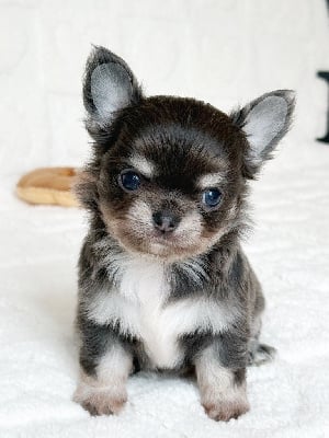 Les chiots de Chihuahua