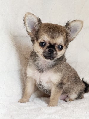 Les chiots de Chihuahua
