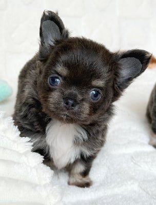 Les chiots de Chihuahua