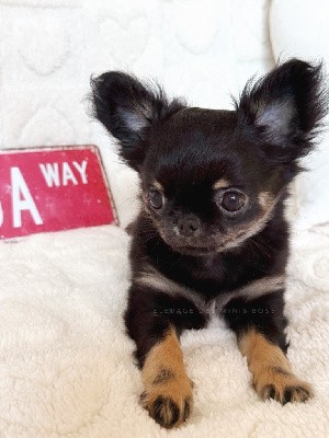 Chihuahua