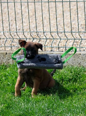Les chiots de Berger Belge