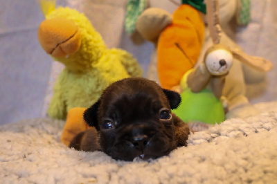 Les chiots de Bouledogue français